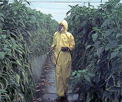 Imagen de persona esparciendo producto fitosanitario sobre las plantas en un invernadero