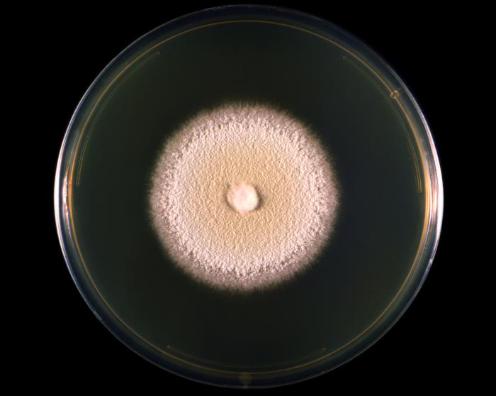 Colonia de T. mentagrophytes. CDC Public Health Image Library (PHIL).