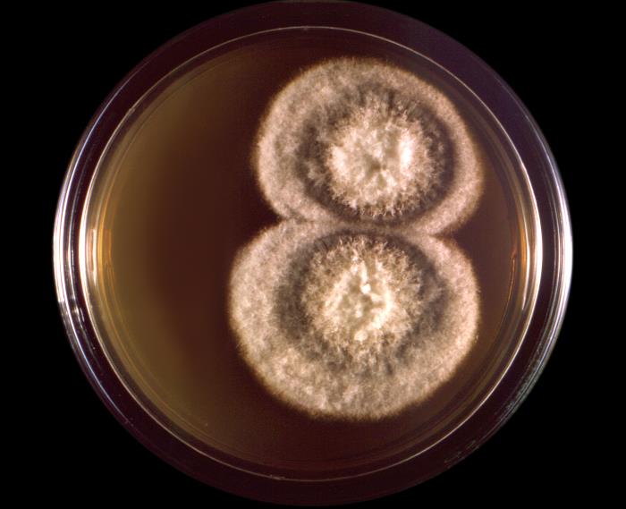 Colonia de Coccidioides immitis.