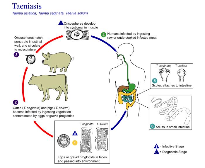 parasitos tenias en humanos