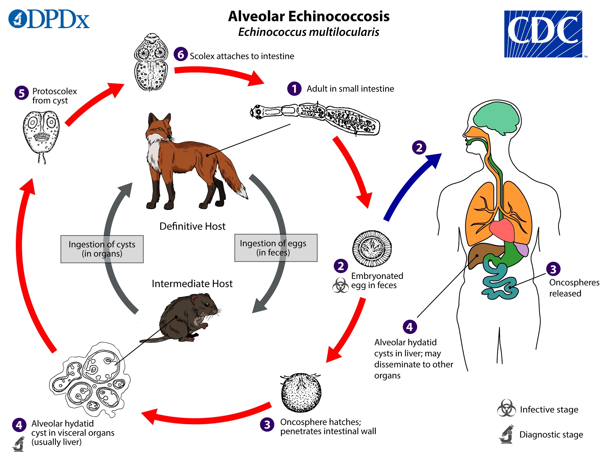 Ciclo de vida de E. multilocularis. CDC Public Health Image Library (PHIL).