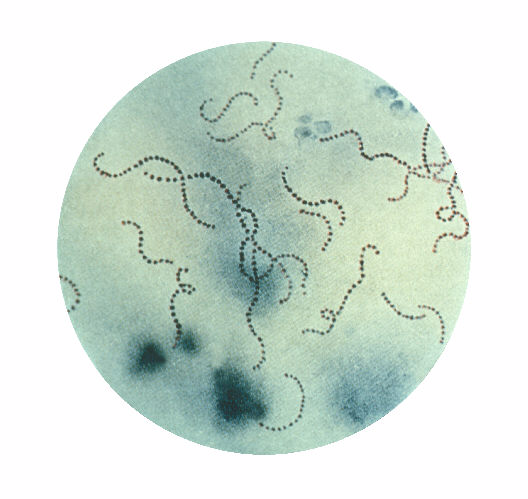 Streptococcus Pyogenes - Agentes Biológicos - Bacteria