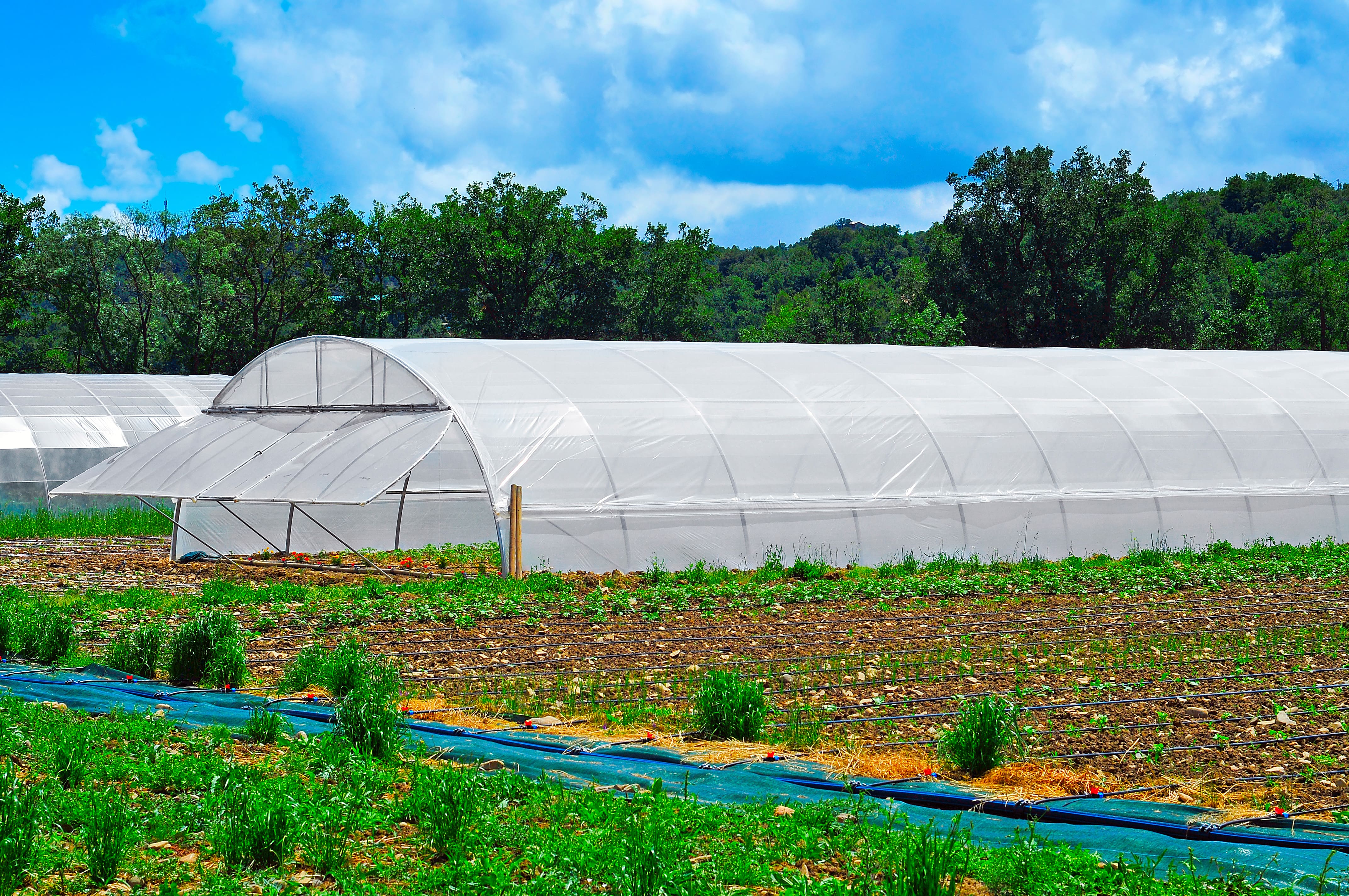 Imagen de invernadero.