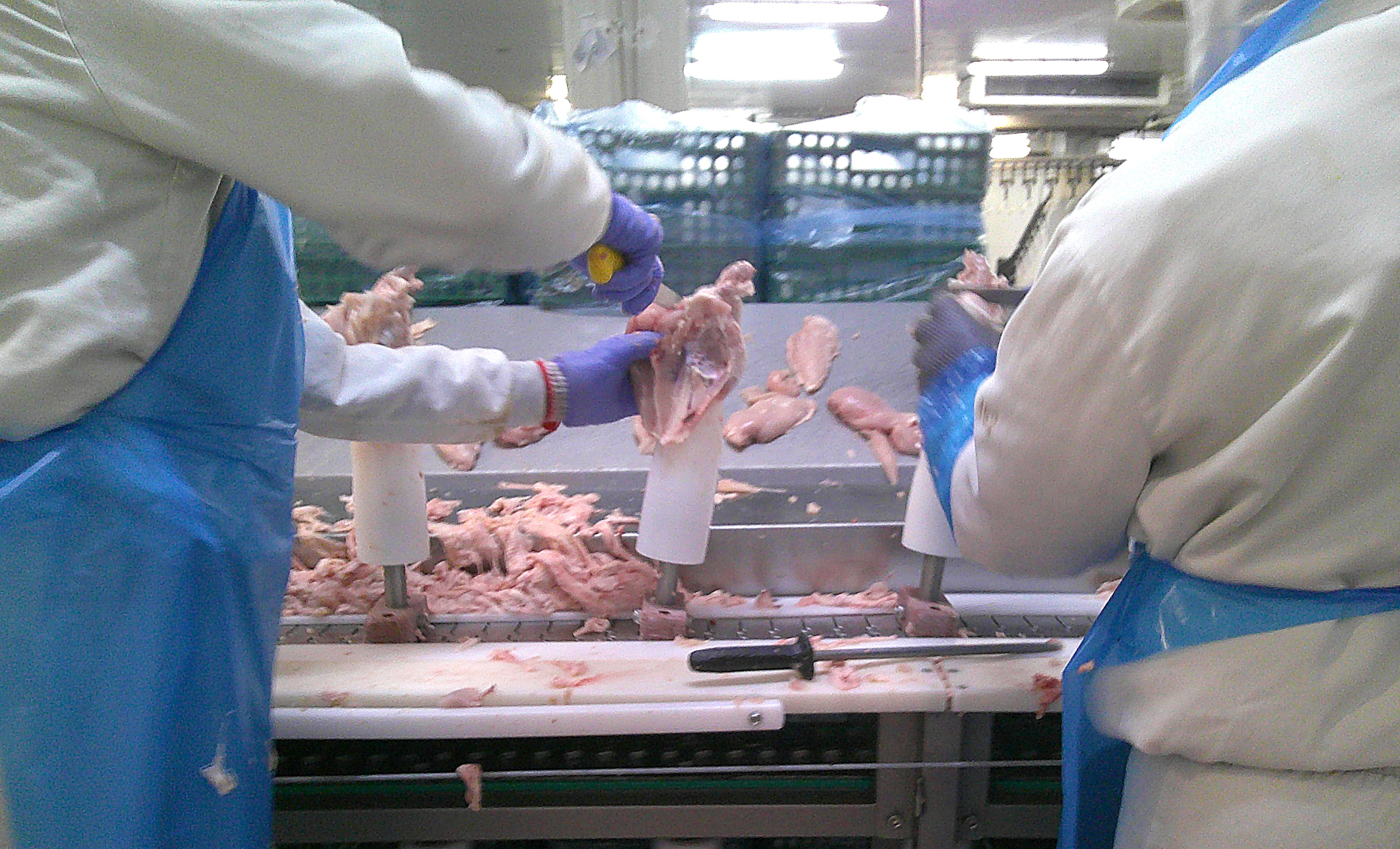 Trabajo de extracción de las pechugas de pollo: la trabajadora corta la pechuga con la mano derecha mientras tira de ella con la mano izquierda. Se ve la chapa donde se depositan las pechugas una vez cortadas